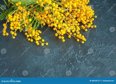 Yellow Fluffy Mimosa Flower Bouquet Stock Image Image Of Flower