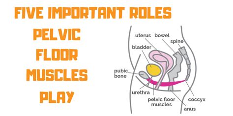 Pelvic Floor Muscles Five Important Roles Propel Physiotherapy