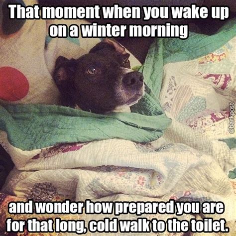 17 Dog Pictures That Perfectly Sum Up Your Hatred Of Winter Crazy