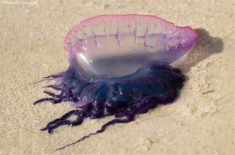 Jellyfish In Hawaii Box Jellyfish Portuguese Man Owar Sea Lice