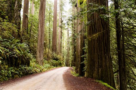 4x4 Camping Essentials Redwood National Park