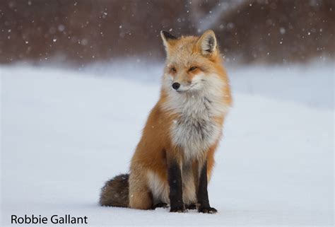 Canada Red Fox Sitting In Snow
