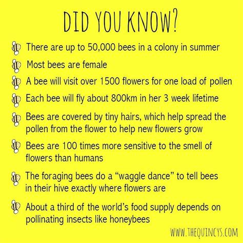 Pin By Queennefertiti On Fly With Me Honey Bee Facts Bee Facts For
