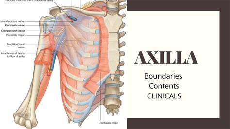 Axilla Anatomy Boundaries Walls Of Axilla Contents Of Axilla