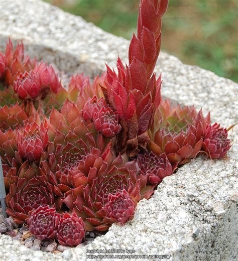 Photo Of The Entire Plant Of Hen And Chicks Sempervivum Elvis