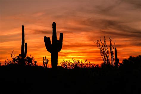 Arizona Saguaro Cactus Sunset Photograph By Michael J Bauer
