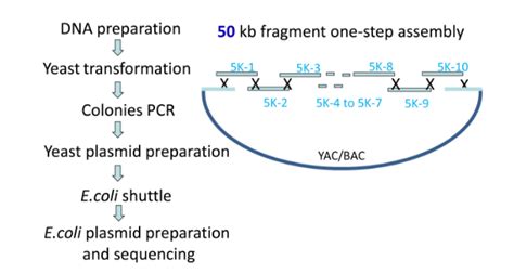 Gene Synthesis