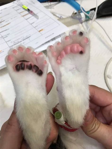 Sven Has A Couple Extra Toes Raww Pretty Cats Cat Paws Aww