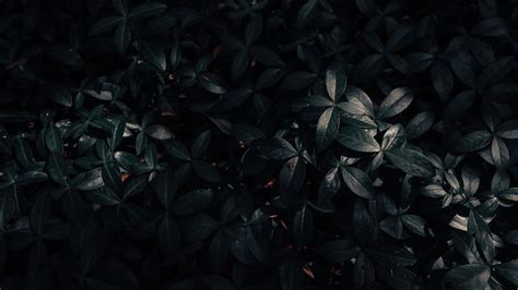Plant Leaves Dark 4k Wallpaper 4k