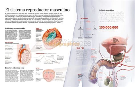 Infografía El Sistema Reproductor Masculino Infographics90