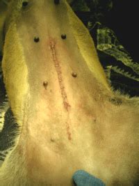 But today, the 27th, we noticed her incision site is a little more red and irritated and there seems to be a discolored ooze around some spots on the incision. Wound Healing - Mar Vista Animal Medical Center