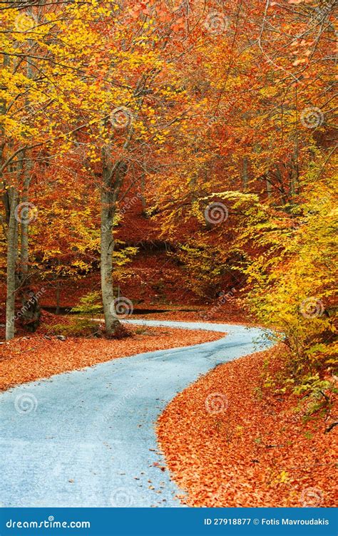 Path In The Forest With Fallen Leafs Stock Image Image Of Autumn