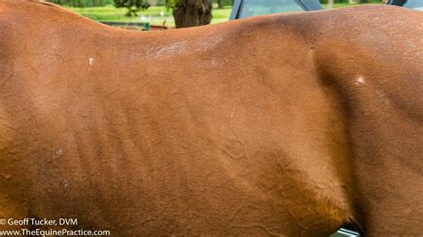 Chronic Protein Deficiency In Horses The Equine Practice Inc
