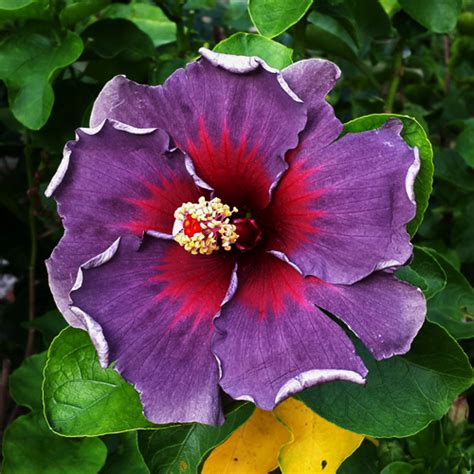 Taiwan Dark Purple Queen Taiwan Hibiscus Linda Lee