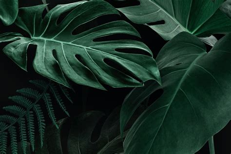 Download Premium Image Of Fresh Natural Green Monstera Deliciosa Leaves