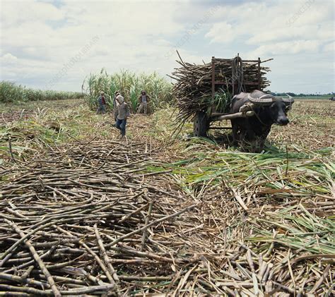 Sugar Cane Harvest Stock Image E768 0698 Science Photo Library