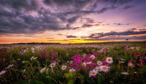 Photo Flowers Daisies Sunset Free Pictures On Fonwall