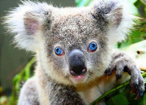 Blue Eyes Koala Bear Cute Animals Koala Bear Animals Beautiful