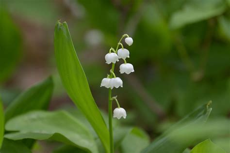 How To Grow And Care For Lily Of The Valley