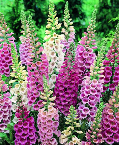To accept, tolerate, or endure something, especially something unpleasant: Foxglove - Excelsior Mix | Eden Seeds