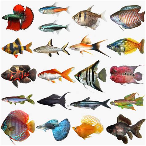 Different Types Of Aquarium Fishes With Names Fishtankfactscom