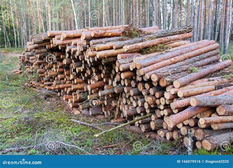 Natural Wooden Logs Cut And Stacked In Pile Felled By The Logging