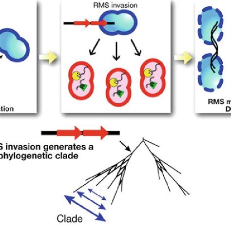 Mechanisms Of Horizontal Gene Transfer In Bacteria A Uptake Of Naked