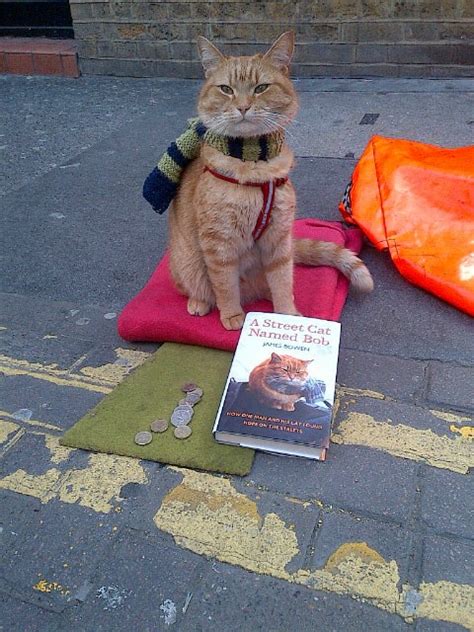 A street cat named b. Catsparella: A Street Cat Named Bob
