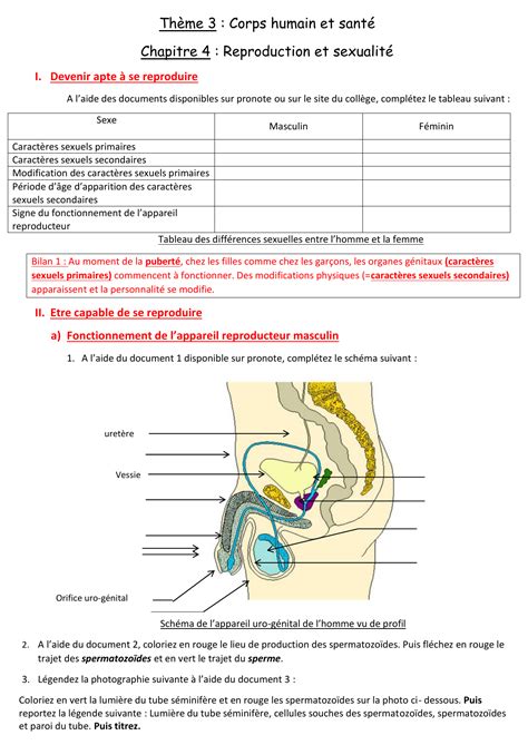 Thème 3 Corps Humain Et Santé Chapitre 4 Reproduction Et