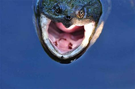 Free Picture Snapping Turtle Open Mouth Macrochelys Temminckii