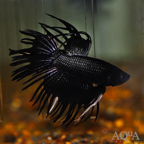 Crowntail Black Orchid Betta For Sale Archives Aqua Imports