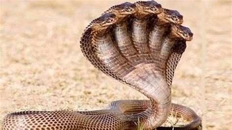 Most Dangerous Snake In The World Watch Now Bit Ly Ry Nk