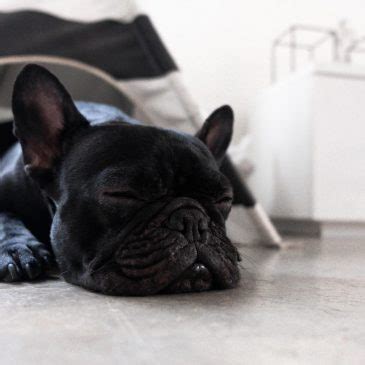 Tips for helping puppy get daytime sleep. Help your new puppy sleep through the night Archives ...
