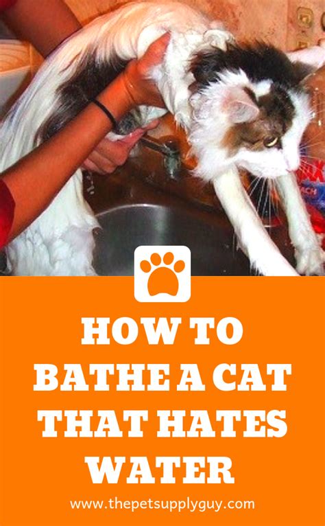 Can you use baby shampoo the question about whether dog shampoo can be used on cats or is not very frequent, since many people think that being animals considered. Can You Bathe Cats With Baby Shampoo - Pet Inspiration