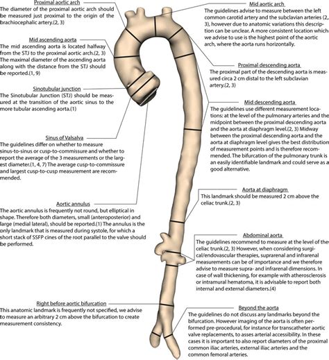Recommended Anatomical Landmarks To Measure The Aorta Download