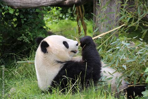Großer Panda Frisst Bambus Stock Foto Adobe Stock