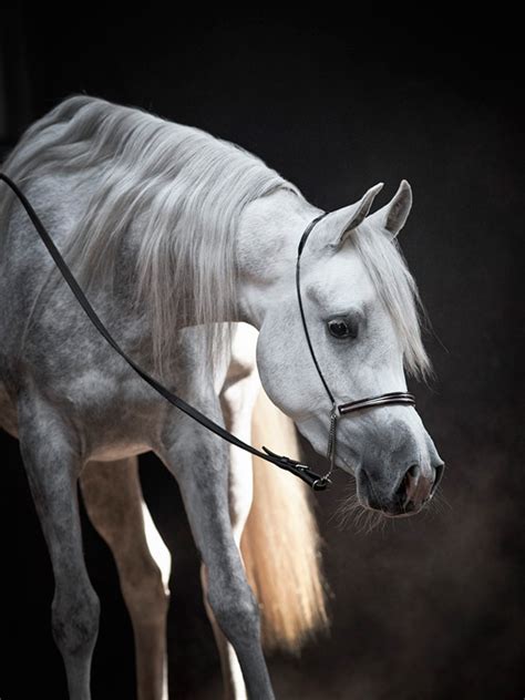 6 Main Types Of Purebred Arabian Horses Helpful Horse Hints