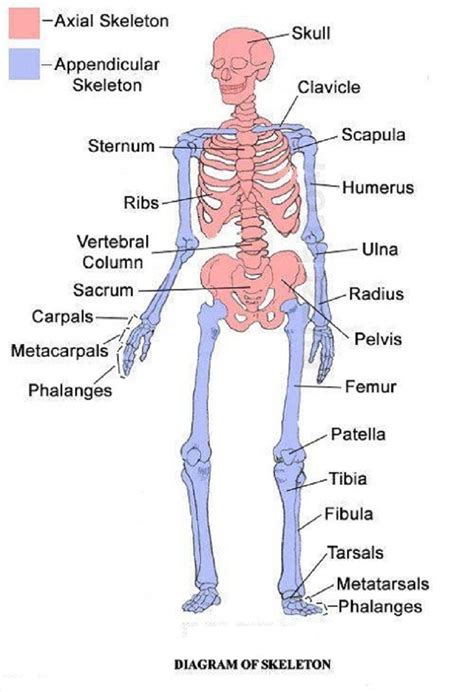 Skeleton Axial And Appendicular Anatomy Bones Medical School