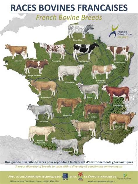 Diversité des races bovines Race de vache Race vache Animaux nature