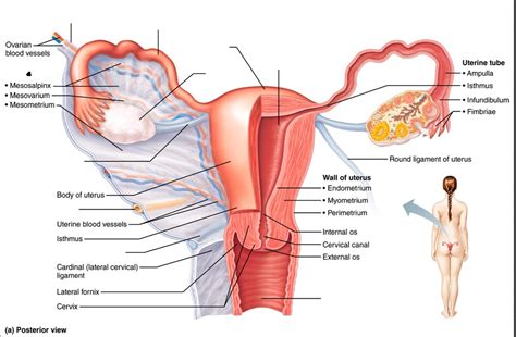 Female Internal Reproductive Organs Diagram Quizlet