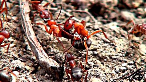 ants having sex hd youtube youtube