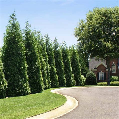 Thuja Green Giant Evergreen Trees For Sale