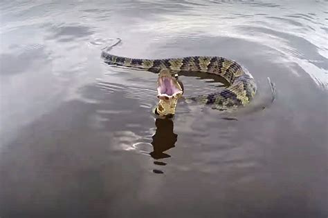 This Run In Swim In With A Snake Took Place About Half A Mile Away