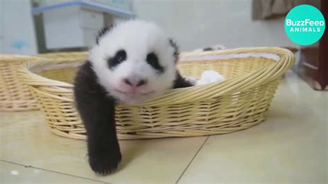 Funny Baby Panda And Cute Videos Compilation Pandas Bebes Recopilación