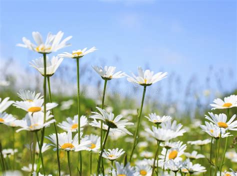 Beautiful Summer Field With White Flowers Daisies Stock Image Image