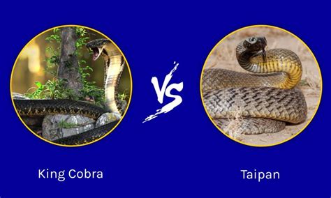 King Cobra Vs Taipan Who Would Win In A Fight A Z Animals