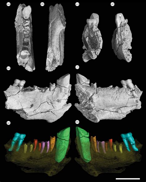 Figure 1 From A New Primate From The Eocene Pondaung Formation Of