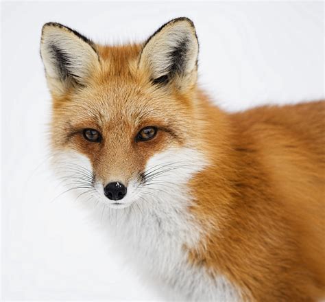 Red Fox At Algonquin Regional Park Ontario Canada Fm Forums