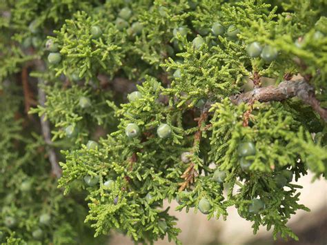 12 Types Of Juniper In Native And Landscaped Habitats