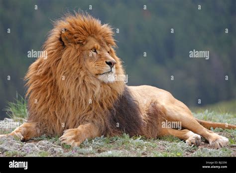 Barbary Lion Panthera Leo Leo Lying Male Stock Photo Alamy